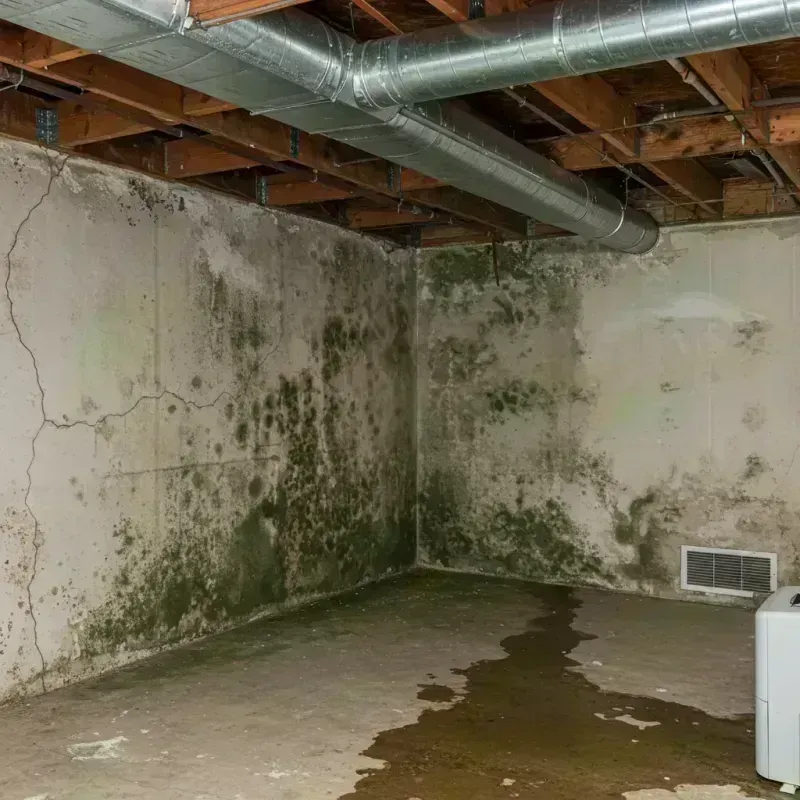 Professional Mold Removal in Sullivan, IL